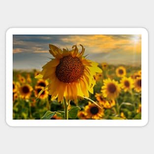 Sunflower field at sunset Sticker